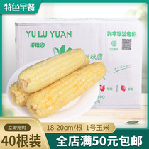 Northeast Corn No 1 40 corn non-GMO white glutinous corn Breakfast frozen corn cob 18-20 cm