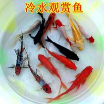 Good cold water goldfish living fish fish seedling live feed Koi Live red tattoo