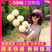 Gutian sister fresh white fungus 6 boxed special live white fungus lotus seed soup