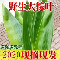 Zong leaves fresh zongcotyledons wild big rice leaves free mail picking Jiangxi Ruo leaves bamboo leaves zongzi skin to send rope