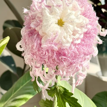 激レア新品予告 雪粉黛　大菊 ピンクorホワイト 菊の花 鹅毛粉黛菊花小苗-鹅毛粉黛菊花小苗促销价格、鹅毛粉黛菊花小苗品牌- 淘宝