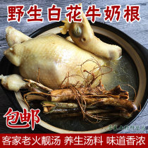 Hakka wild white flower milk root soup material Guangdong old fire soup milk root stew soup 1kg