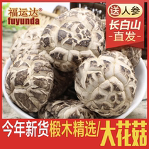 Northeast Terrific Non-wild linden wood large flower mushrooms dry goods 500g dried mushrooms New stock Mushroom Bulk Cut Foot Mushrooms