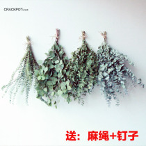 ins forest rhapsody Eucalyptus leaf copper money eucalyptus natural dried flowers home decoration leaves(send hemp rope nails)
