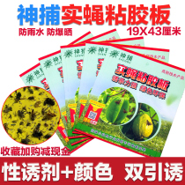 Fly glue board Drosophila stick Drosophila trap Melon fruit fly glue lure Needle bee lure Armyworm bee