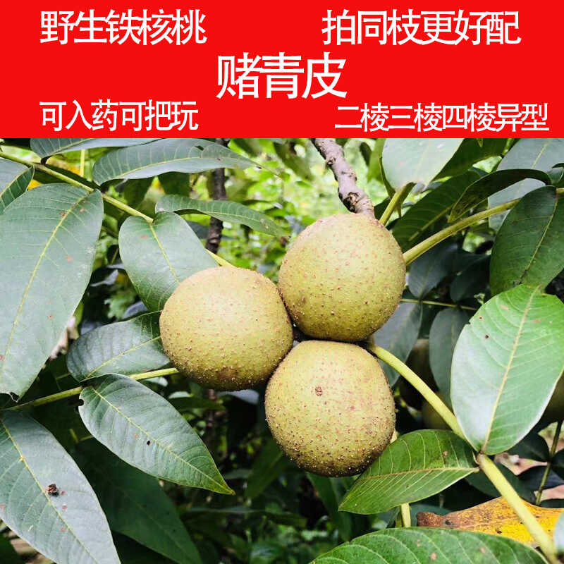 满天星文玩核桃-满天星文玩核桃促销价格、满天星文玩核桃品牌- 淘宝