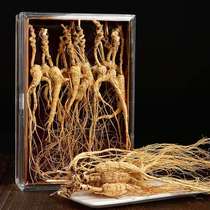 Ginseng new Changbai Mountain wild ginseng 25 years northeast specialty forest under the mountain ginseng whole gift box dry goods