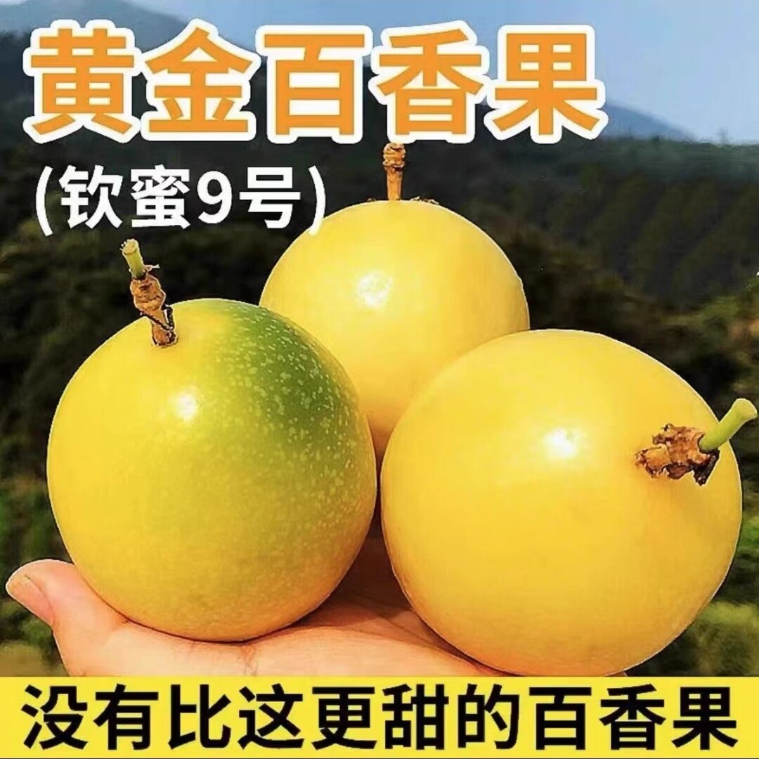 黄金果果苗-黄金果果苗促销价格、黄金果果苗品牌- 淘宝