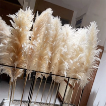 Nordic dry reed flower landscaping live broadcast room background wedding props pampas grass flower home decoration floor-to-ceiling dry eternal flower