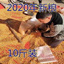 Corn kernels 10 catties of feed new corn grains chickens ducks pigeons rodents fishing nests 10 catties of the country