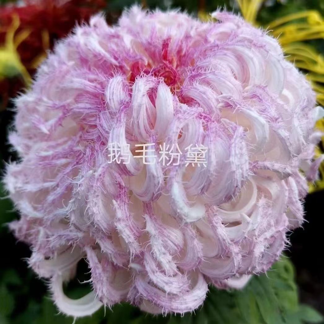 鹅毛粉黛菊花小苗-鹅毛粉黛菊花小苗促销价格、鹅毛粉黛菊花小苗品牌- 淘宝