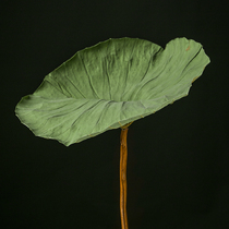 Natural lotus leaf dried flower home decoration lotus leaf green art dried flower dried leaf bouquet flower insert material shooting props