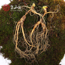 Fresh mountain ginseng Mountain ginseng Forest ginseng 15 years-20 years with soil fresh ginseng Changbai Mountain Ginseng 15 grams jj