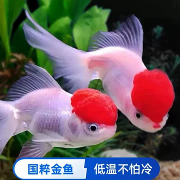 丹顶红狮子头鱼-丹顶红狮子头鱼促销价格、丹顶红狮子头鱼品牌- 淘宝