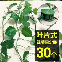 Wall climbing strong wall hook buckle Green climbing wall retainer flower vine flower branch hanging flower clip gardening plastic buckle