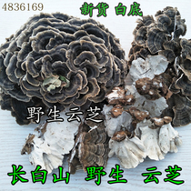  Changbai Mountain Wild Yunzhi Yellow Yunzhi Yunzhi Wild white base new goods Yunzhi Yunzhi 500 grams of Ganoderma lucidum