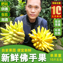 Citron fruit non-Jinhua super large 10 Jin single fruit for Buddha fruit Buddha Shou fruit bergamot fresh fruit bergamot Bergamot