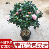  Four seasons strong incense Fragrant concubine camellia potted saplings five-color red dan fragrant eighteen-year-old indoor and outdoor flowering constantly