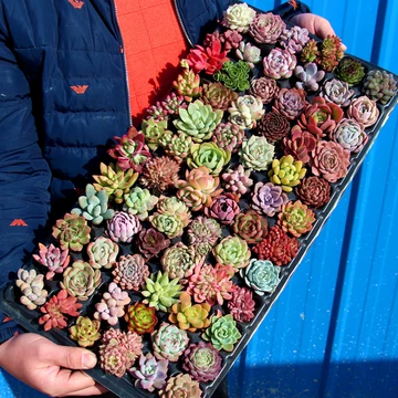 法师多肉植物-法师多肉植物促销价格、法师多肉植物品牌- 淘宝