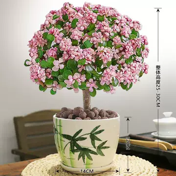 老桩多肉植物-老桩多肉植物促销价格、老桩多肉植物品牌- 淘宝