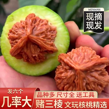 三棱核桃 三棱核桃】_三棱核桃品牌/图片/价格_三棱核桃批发_阿里巴巴