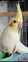 One yellow parrot for four to five months (risk of living bag)