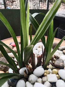 水晶兰-水晶兰促销价格、水晶兰品牌- 淘宝