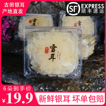 Gutian alpine fresh white fungus 6 boxed live fresh white fungus lotus seed soup