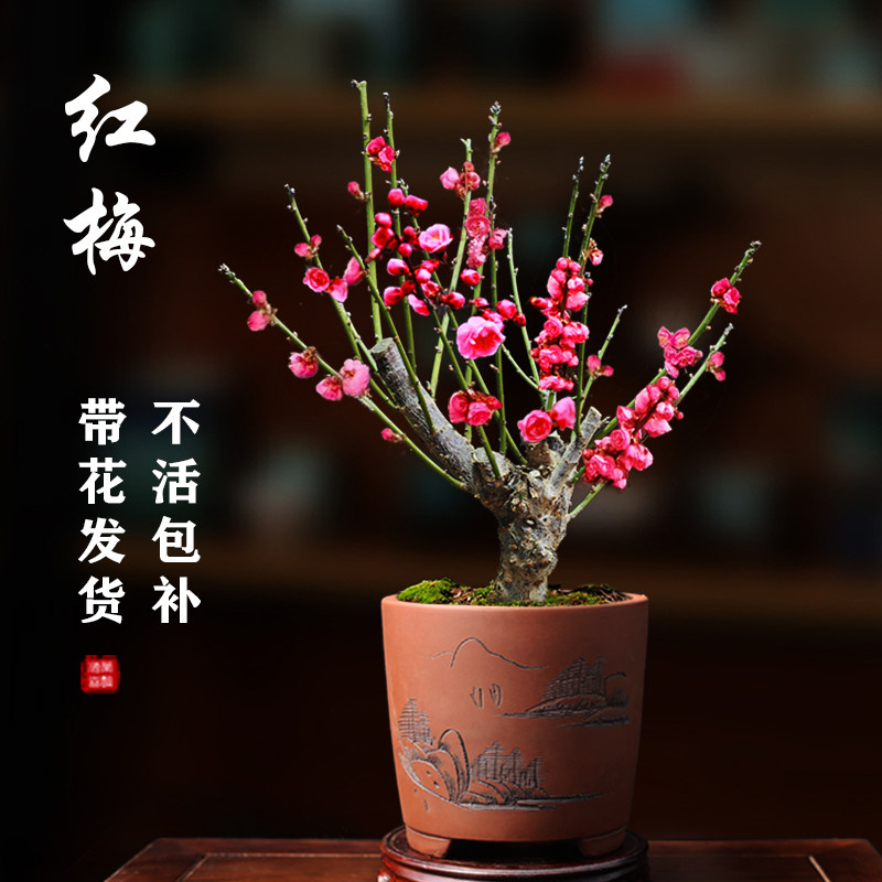 梅花盆栽红梅花-梅花盆栽红梅花促销价格、梅花盆栽红梅花品牌- 淘宝