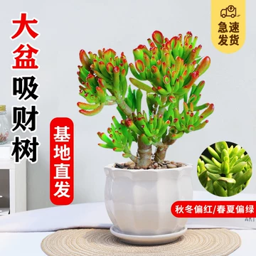 聚宝盆招财绿植-聚宝盆招财绿植促销价格、聚宝盆招财绿植品牌- 淘宝
