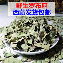 Tibet specialty wild apocynum authentic origin big flower New Bud apocynum leaf health tea apocynum tea