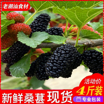 Fresh Mulberry is found fresh mulberry fruit wine pregnant woman Mulberry wild special grade sand-free fresh mulberry
