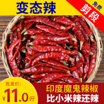 Perverted spicy Indian devil Chili Dry Goods 500g Super millet spicy dry chili hot chili hot pepper devil spicy