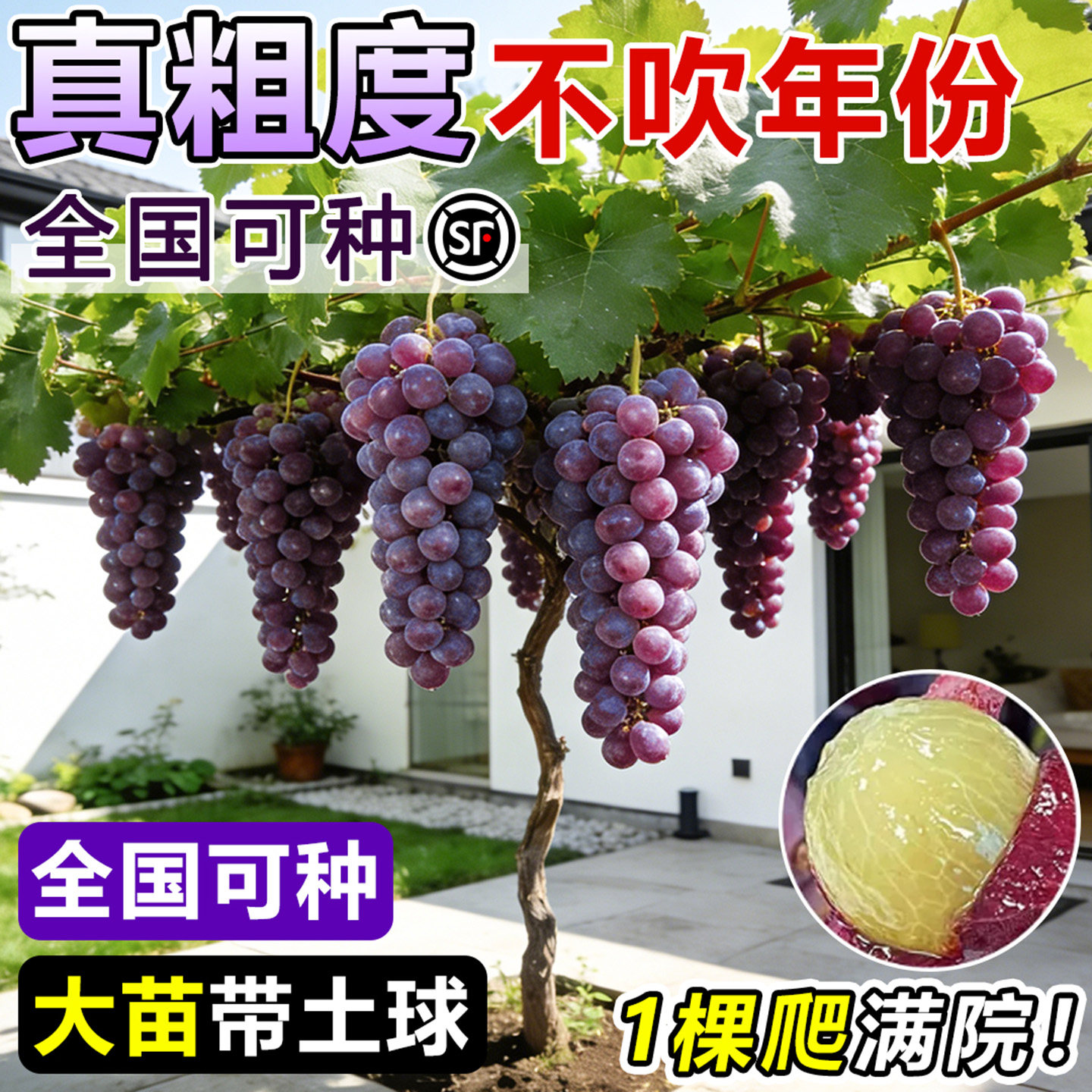 野葡萄苗-野葡萄苗促销价格、野葡萄苗品牌- 淘宝