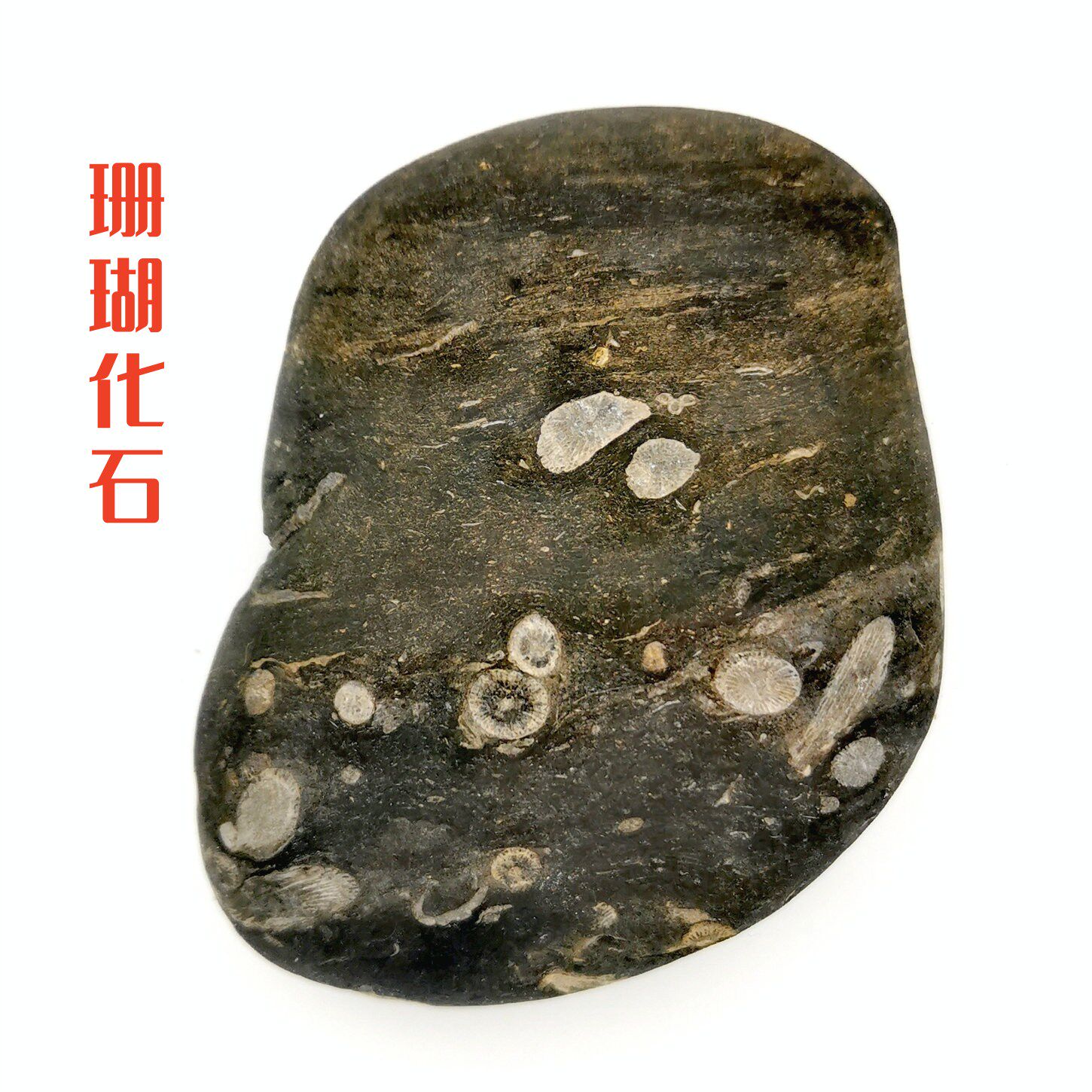 白珊瑚化石-白珊瑚化石促销价格、白珊瑚化石品牌- 淘宝