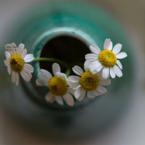 Chamomile pure Dew soothes repair sensitive muscle anti-sensitive hormone facial red blood strew natural safety