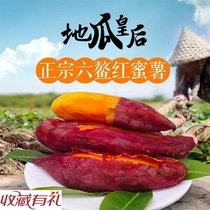 Sweet Potato Queen Liuao fresh sand red honey potato now dug farmhouse red sweet potato sweet potato 5kg