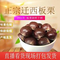 Qianxi CHESTNUT Chestnut 2021 fresh chestnut Zunhua Ganli Hebei specialty chestnut 3kg 5kg