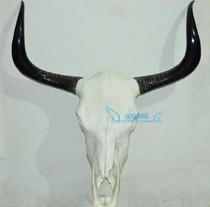 Factory price direct natural cow skull crafts hanging Tibetan real Yak skull ornaments Sheep skull specimens