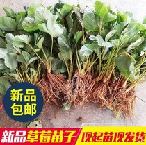 Strawberry seedlings with soil in the north and south of the balcony Dandong Jiujiu strawberry cream Red seedlings that year results