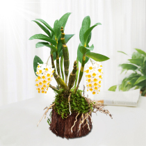 (Jinyu Liangyuan Dendrobium stump) Non-Dendrobium seedlings with wood Fresh strips Maple bucket Dendrobium flower
