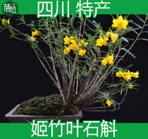 Selected Ji bamboo leaves Dendrobium Dendrobium Maple do not fall leaves type elegant beautiful Bonsai golden hairpin iron skin