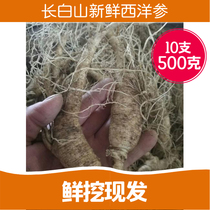 Fresh digging Northeast Jilin Changbai Mountain six years 10 fresh American ginseng ginseng 500g a catty pruning