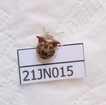 Popular science teaching photography insects beetles specimens wet insects unfinished posture bugs Zhejiang 21JN015