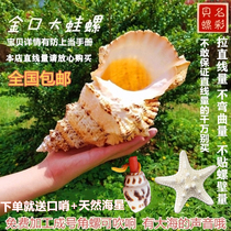 Natural big conch shell Jinkou big WA snail snail white coral starfish ornaments can blow fish tank landscaping