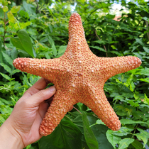 Natural super conch shell overlord mantou starfish tank landscape marine specimen coral ornament four famous snails