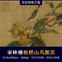 Lin Chun loquat mountain bird picture page Song painting sketch meticulous flower and bird painting traditional Chinese painting non-physical electronic picture material
