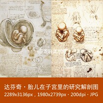 Da Vinci five-view sketch manuscript of female external genitalia and fetus in utero 2 electronic drawings