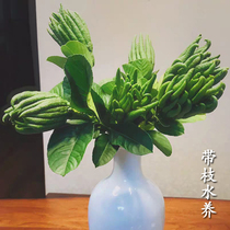 (Now cut and hair)Jinhua bergamot fresh with branches water raise Bergamot bergamot play with Qing for consumption
