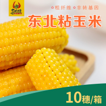 Sweet waxy corn cob water vacuum fresh fruit ready-to-eat corn 10 sticky corn kernels farmers self-growing corn